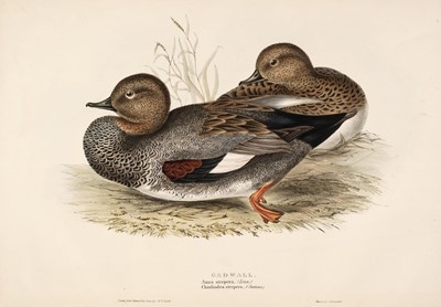 Lot 153 - Gould (J. & E.). A collection of six lithographs of Ducks [1832 - 37]