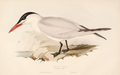 Lot 166 - Gould (J. & E.).  Eleven lithographs of Terns [1832 - 37]