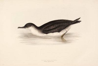 Lot 151 - Gould (J. & E.). A collection of five lithographs of Shearwaters and Petrels [1832 - 37]