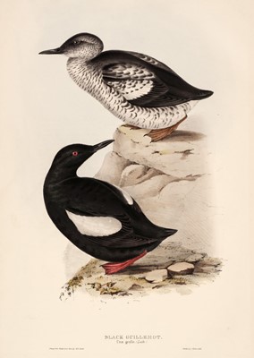 Lot 155 - Gould (J. & E.). Six lithographs of Auks, [1832 - 37]