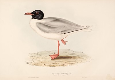 Lot 150 - Gould (J. & E.). A collection of 12 lithographs of Gulls [1832 - 37]