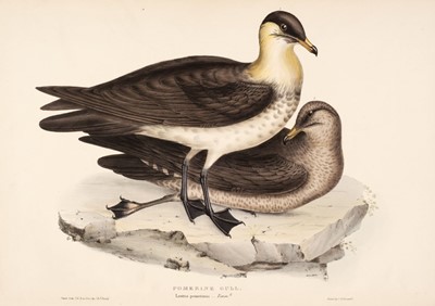 Lot 152 - Gould (J. & E.). A collection of five lithographs of Skuas and Fulmars [1832 - 37]