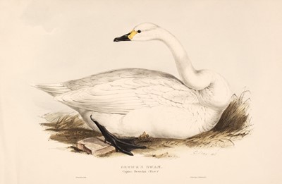 Lot 166 - Lear (Edward). Bewick's Swan, printed by C. Hullmandel [1832 - 37]