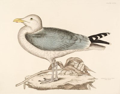 Lot 181 - Selby (John Prideaux). Five etchings of Gulls [1819 - 34]