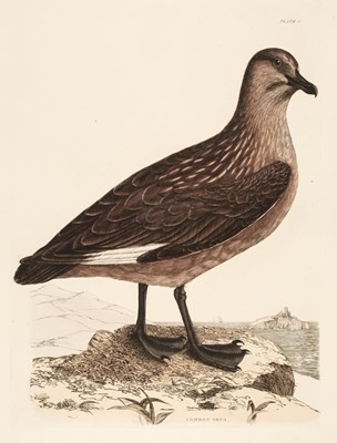 Lot 183 - Selby (John Prideaux). Six etchings of Auks, Skuas, Guillemots and Terns [1819 - 34]