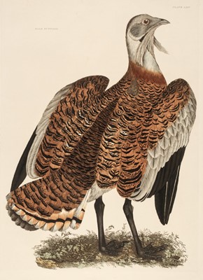 Lot 182 - Selby (John Prideaux). Four etchings of Waders [1819 - 34]