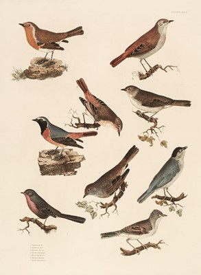 Lot 180 - Selby (John Prideaux). A collection of 8 etchings of Passerines [1819 - 34]