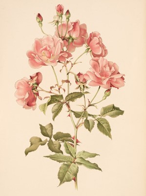 Lot 64 - Willmott (Ellen). The Genus Rosa, 25 parts in 2 volumes, London: John Murray, 1910-14