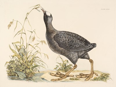 Lot 179 - Selby (John Prideaux). A collection of 11 etchings of Waders [1819 - 34]
