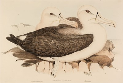 Lot 157 - Gould (J. & Richter H. C.). Seven lithographs from the 'Birds of Australia' [1840 - 48]