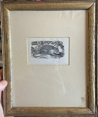 Lot 39 - Attributed to Thomas Bewick (1753-1828). The Swan, A Bittern and A Rat