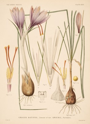 Lot 56 - Maw (George). A Monograph of the Genus Crocus, 1st edition, 1886