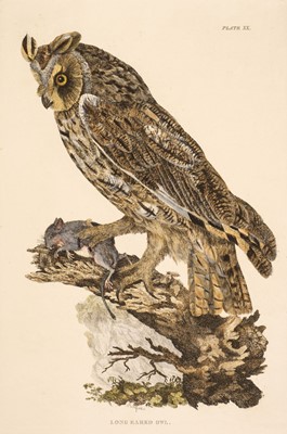 Lot 205 - Selby (John Prideaux). Three etchings of Owls [1819 - 34]