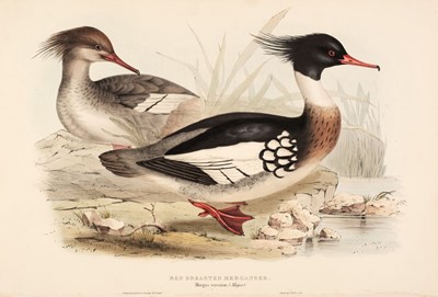 Lot 167 - Gould (J. & E.). A collection of eight lithographs of Ducks [1832 - 37]