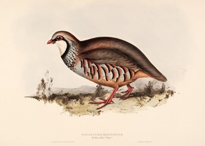 Lot 169 - Gould (J. & E.). A Collection of Nine Game Birds [1832 - 37]