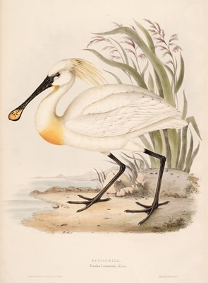 Lot 168 - Gould (J. & E.). A Collection of Four lithographs of Herons & Storks [1832 - 37]