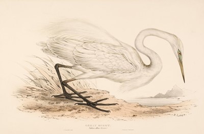 Lot 177 - Lear (Edward). Great Egret, Little Egret [and] Common Heron [1832 - 37]