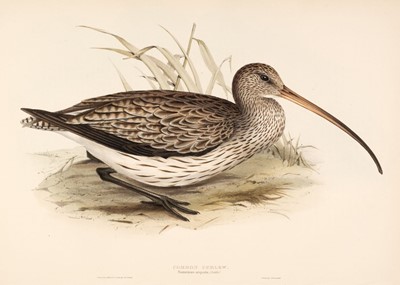 Lot 170 - Gould (J. & E.). A Collection of Nine Waders [1832 - 37]