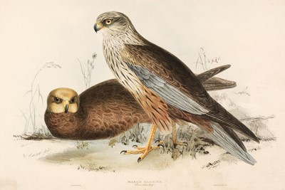 Lot 178 - Lear (Edward). Marsh Harrier, Lanner Falcon, Egyptian Neophron & Domestic Swan [1832 - 37]