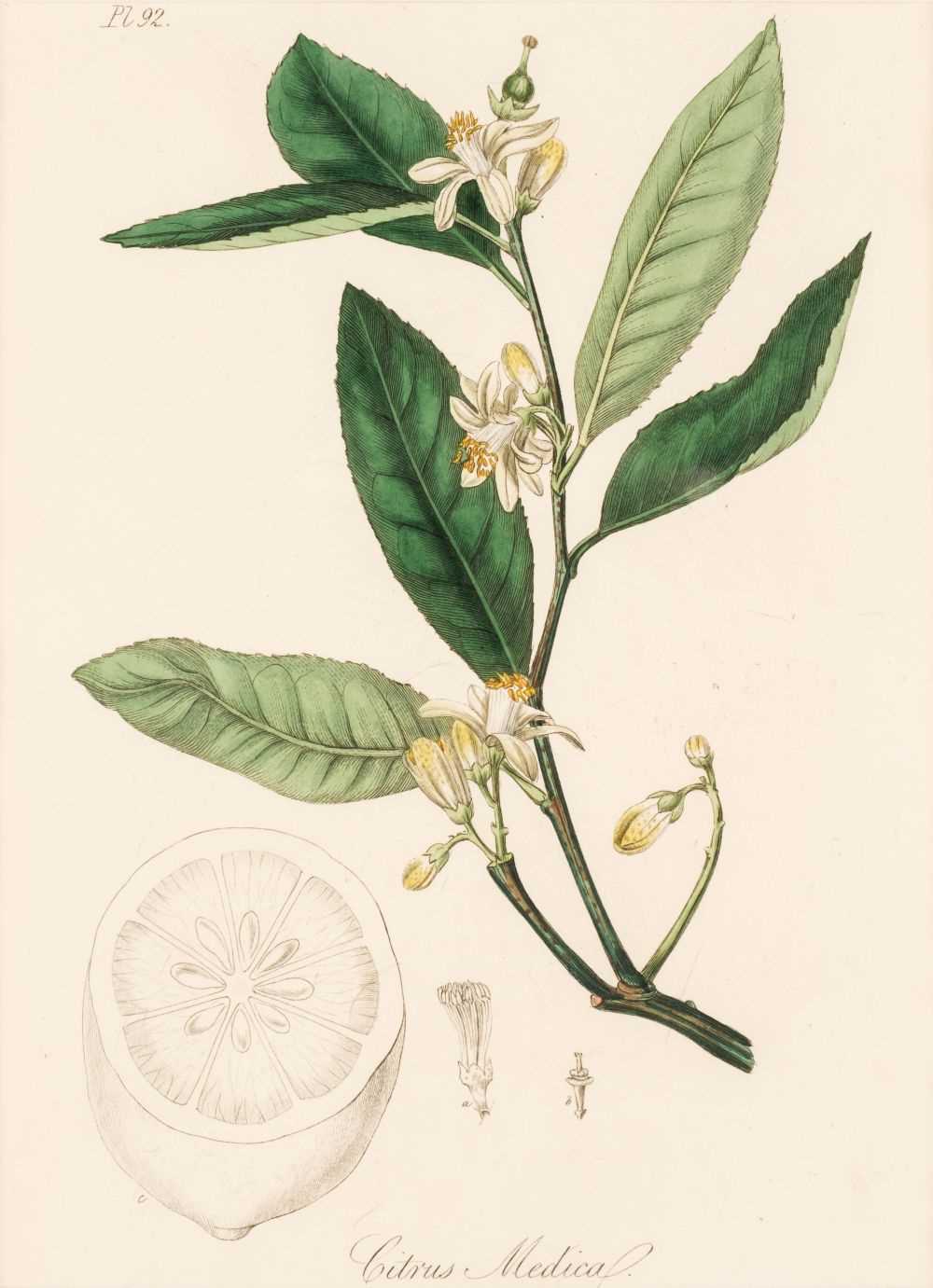 Lot 145 - Botany. A collection of approximately 240