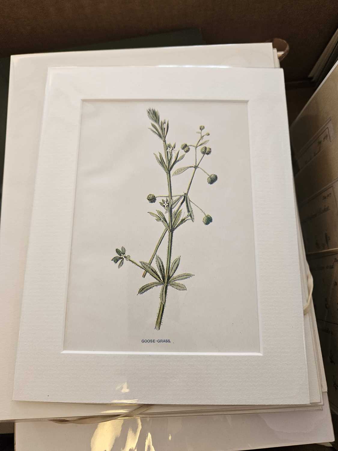 Lot 145 - Botany. A collection of approximately 240