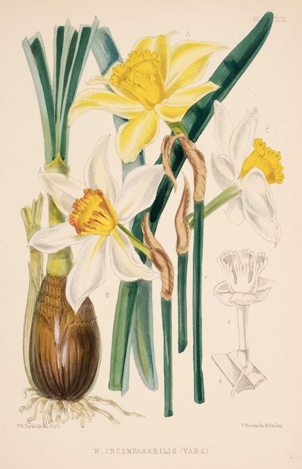 Lot 639 - Burbidge (F. W.). The Narcissus: Its History and Culture with Coloured Plates..., 1875