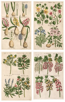 Lot 211 - Sweert (Emanuel). Four Botanical Engravings [1612 or later]