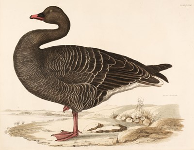 Lot 203 - Selby (John Prideaux). Five etchings of Geese [1819 - 34]