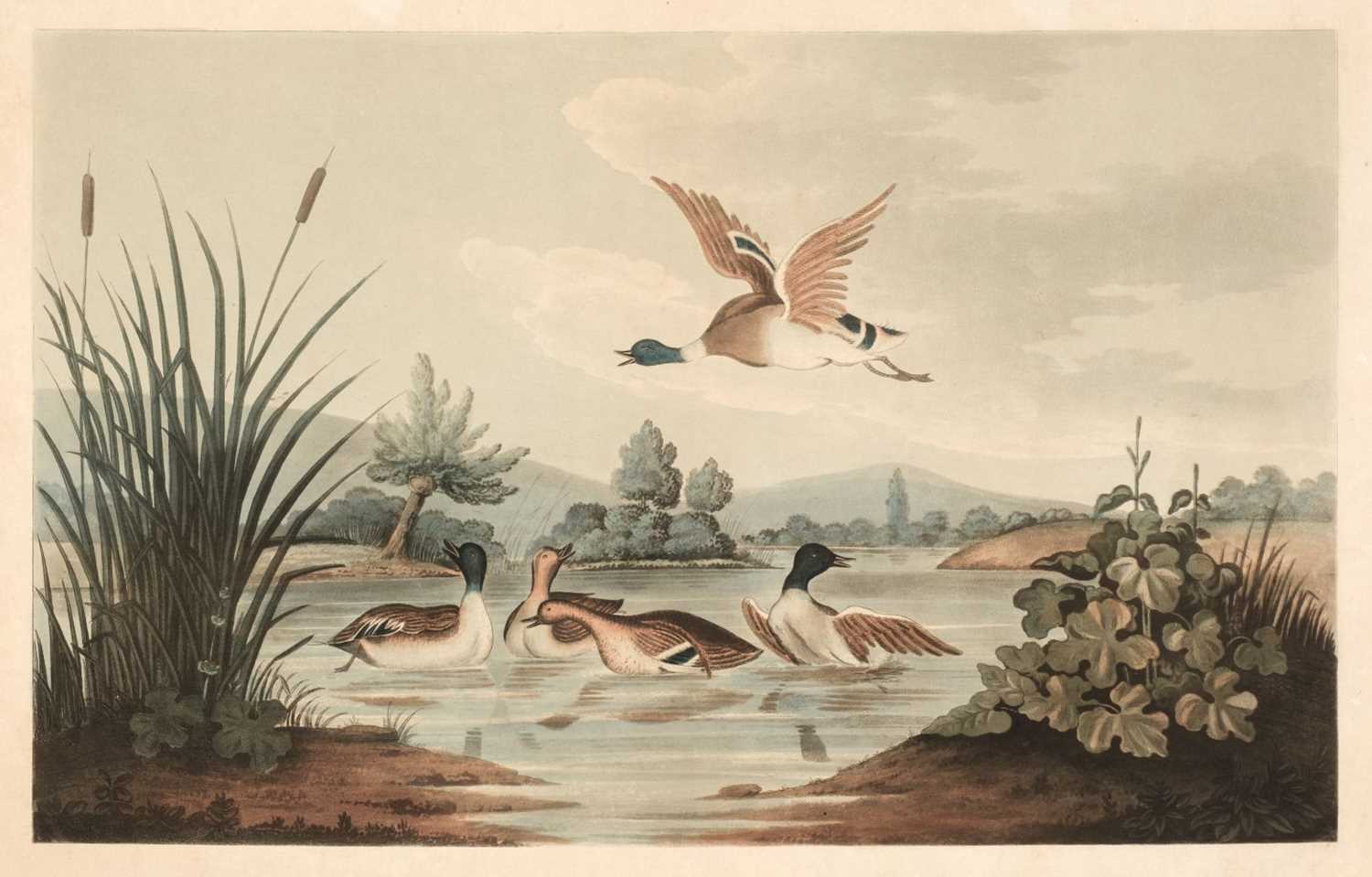 Lot 225 - Wildfowl. Mallard Ducks on a Pond, circa 1810