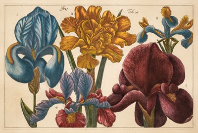 Lot 150 - Cammareri (Mario & Arena Filippo). Twenty-two Botanical Engravings [[1767 - 71]