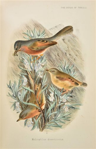 Lot 159 Whitaker, Joseph Isaac Spadafora