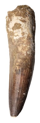 Lot 634 - Spinosaurus Tooth. A fossilised tooth from the Cretaceous period