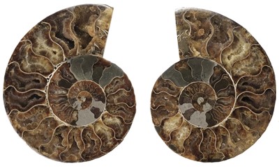 Lot 625 - Ammonite. Cleoniceras Ammonite, Cretaceous period