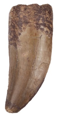 Lot 636 - Tyrannosaurus Tooth.  A large and impressive fossilised T-rex tooth