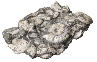 Lot 627 - Ammonites. The "South Cerney" multi-ammonite display block of Kosmoceras ammonites