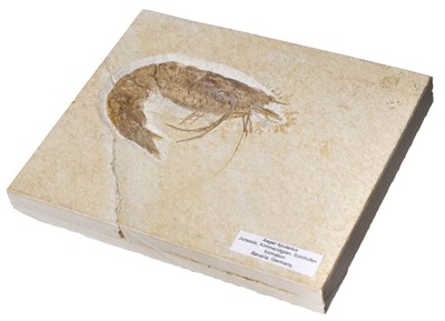 Lot 631 - Prawn. A good example of a fossilised prawn