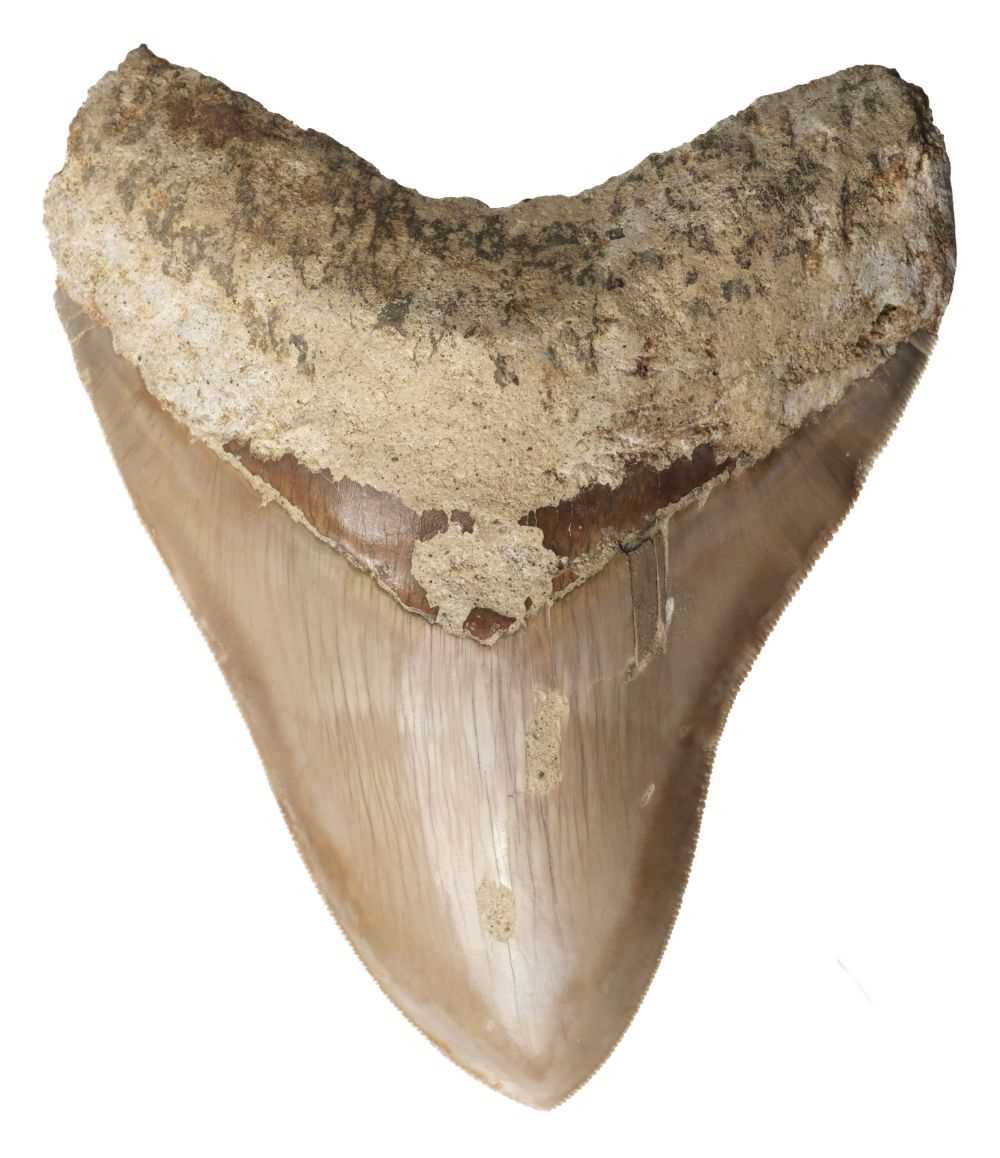 Lot 629 - Megalodon Tooth. A large Megalodon tooth