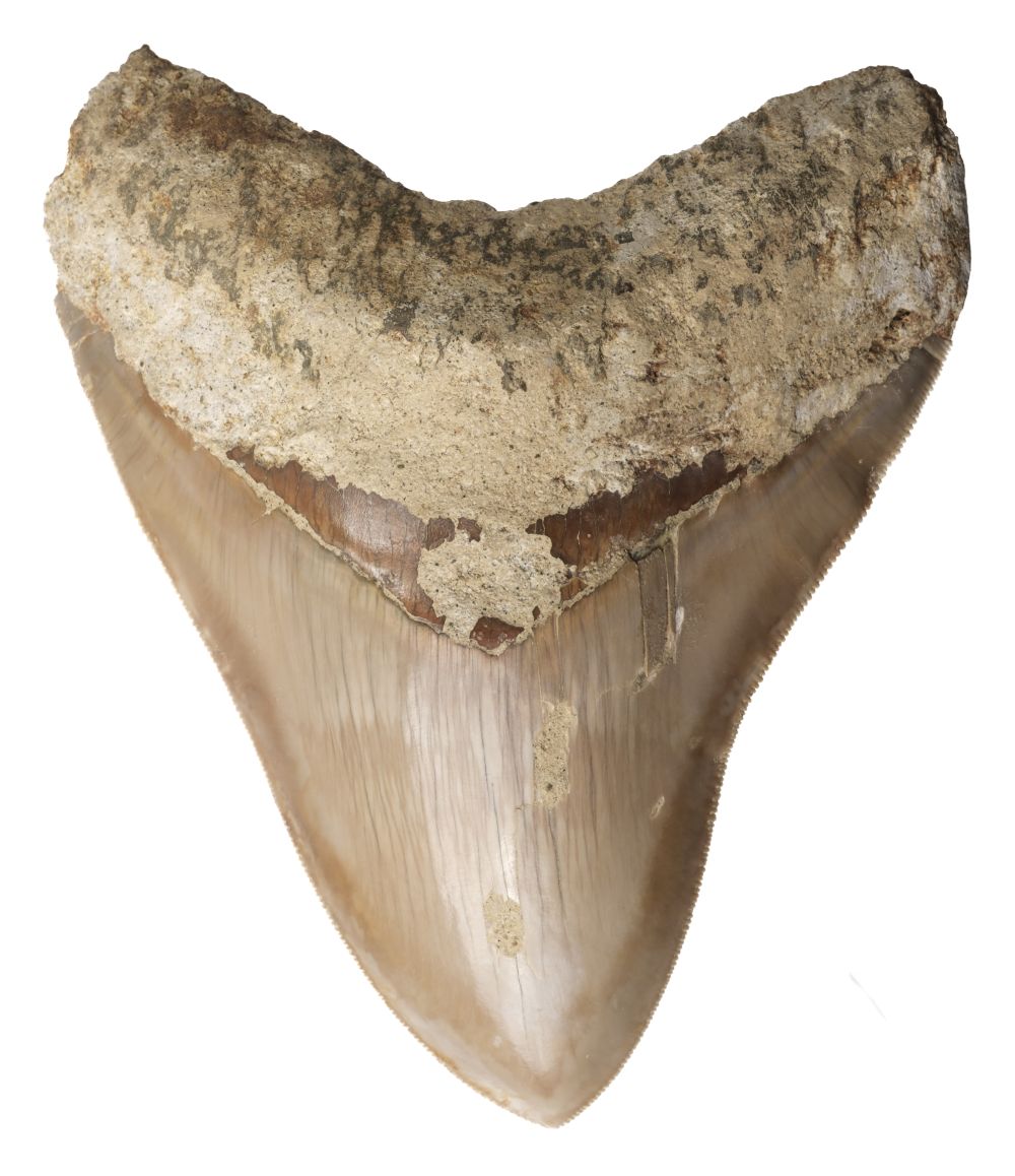 Lot 629 - Megalodon Tooth. A large Megalodon tooth