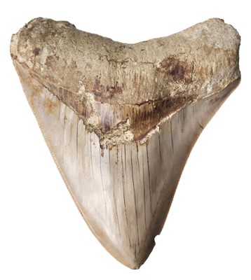 Lot 630 - Megalodon Tooth. A large Megalodon tooth found in Indonesia, Miocene period