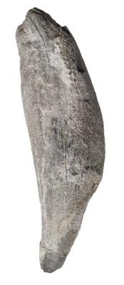 Lot 637 - Whale Tooth. A good example of a fossilised whale tooth