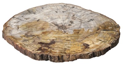 Lot 638 - Wood Slice. A large fossilised wood slice from Madagascar