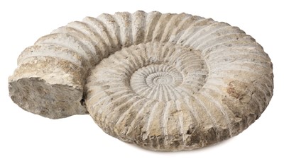 Lot 623 - Ammonite. A large ammonite found in Morocco