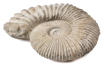 Lot 624 - Ammonite. A large ammonite found in Morocco, Cretaceous period