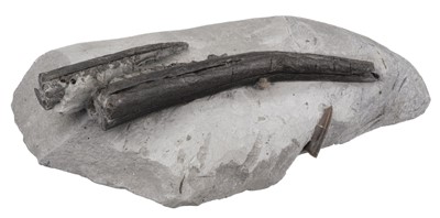 Lot 628 - Ichthyosaur Jaw. A fine British fossil retaining teeth found in Lyme Regis