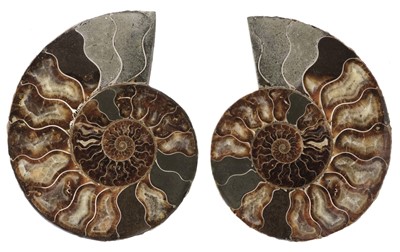 Lot 626 - Ammonite. Cleoniceras Ammonite, Cretaceous period (120 million years old)