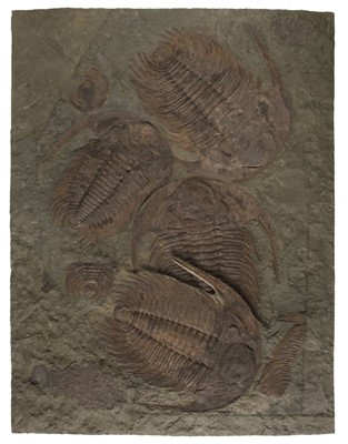 Lot 635 - Trilobites. An impressive fossilised display piece