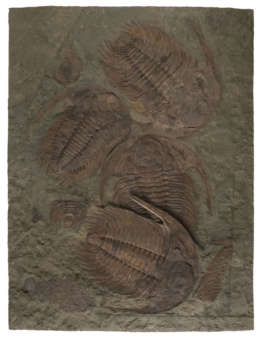 Lot 635 - Trilobites. An impressive fossilised display