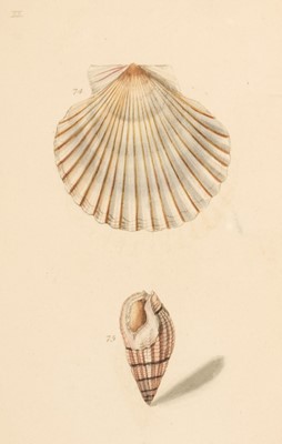 Lot 688 - Turton (William). A Conchological Dictionary of The British Islands..., London: John Booth, 1819