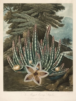 Lot 210 - Stadler (Joseph Constantine). The Maggot-Bearing Stapelia, Dr. Thornton, July 1st. 1801