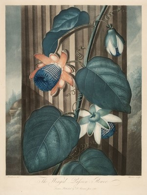 Lot 223 - Warner (Thomas). The Winged Passion-Flower, published by Dr. Thornton, 1802